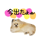 大好きな家族の写真をスタンプにしました（個別スタンプ：12）