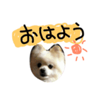 大好きな家族の写真をスタンプにしました（個別スタンプ：15）