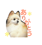 大好きな家族の写真をスタンプにしました（個別スタンプ：20）