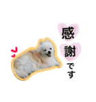 大好きな家族の写真をスタンプにしました（個別スタンプ：29）