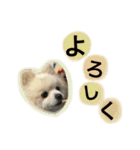 大好きな家族の写真をスタンプにしました（個別スタンプ：31）