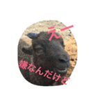 どうぶつえんの仲間たち（個別スタンプ：2）