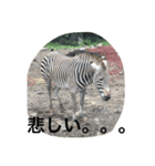 どうぶつえんの仲間たち（個別スタンプ：4）
