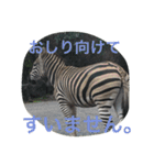 どうぶつえんの仲間たち（個別スタンプ：6）