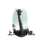 どうぶつえんの仲間たち（個別スタンプ：7）
