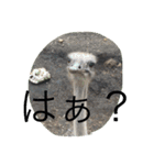どうぶつえんの仲間たち（個別スタンプ：10）