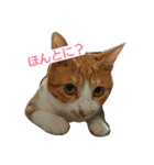 むぎトム（個別スタンプ：1）