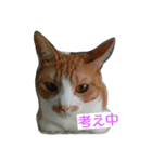 むぎトム（個別スタンプ：5）