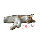 むぎトム（個別スタンプ：6）