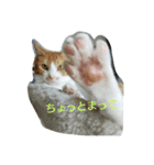 むぎトム（個別スタンプ：8）