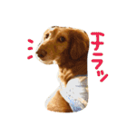 おじ犬まろん（個別スタンプ：1）