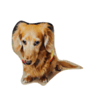 おじ犬まろん（個別スタンプ：2）