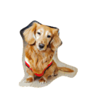 おじ犬まろん（個別スタンプ：3）