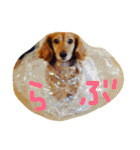 おじ犬まろん（個別スタンプ：4）