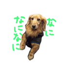 おじ犬まろん（個別スタンプ：5）