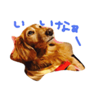おじ犬まろん（個別スタンプ：6）