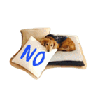 おじ犬まろん（個別スタンプ：7）