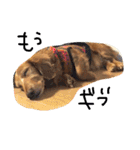 おじ犬まろん（個別スタンプ：11）