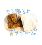 おじ犬まろん（個別スタンプ：13）