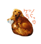 おじ犬まろん（個別スタンプ：14）