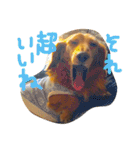 おじ犬まろん（個別スタンプ：15）