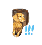 おじ犬まろん（個別スタンプ：16）