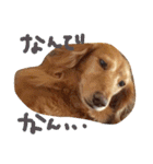 おじ犬まろん（個別スタンプ：17）