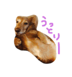 おじ犬まろん（個別スタンプ：18）