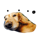 おじ犬まろん（個別スタンプ：19）