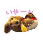 おじ犬まろん（個別スタンプ：20）