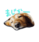 おじ犬まろん（個別スタンプ：21）