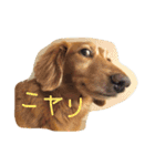 おじ犬まろん（個別スタンプ：23）