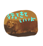 おじ犬まろん（個別スタンプ：25）