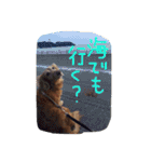 おじ犬まろん（個別スタンプ：26）