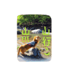 おじ犬まろん（個別スタンプ：27）