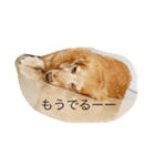 おじ犬まろん（個別スタンプ：29）