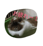 Cute！ Key stamp（個別スタンプ：7）