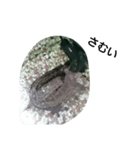 亀の冬支度（個別スタンプ：1）