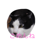 猫の二度見！チビの挨拶（個別スタンプ：1）