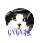 猫の二度見！チビの挨拶（個別スタンプ：2）
