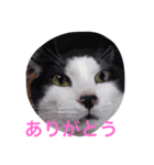 猫の二度見！チビの挨拶（個別スタンプ：3）