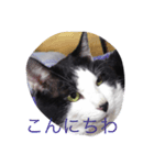 猫の二度見！チビの挨拶（個別スタンプ：5）