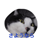 猫の二度見！チビの挨拶（個別スタンプ：6）
