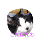 猫の二度見！チビの挨拶（個別スタンプ：7）
