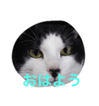 猫の二度見！チビの挨拶（個別スタンプ：8）