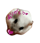 ハム！ハム！（個別スタンプ：8）