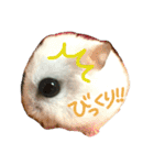 ハム！ハム！（個別スタンプ：11）