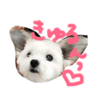 もかちゃんすたんぷ（個別スタンプ：1）