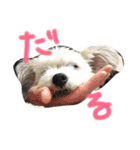 もかちゃんすたんぷ（個別スタンプ：2）