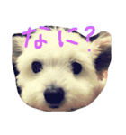 もかちゃんすたんぷ（個別スタンプ：14）